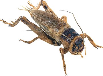 Crickets have front wings and hind wings.