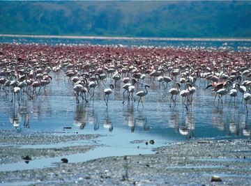Flamingos at Home