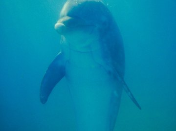 Chemical pollutants poison dolphins and destroy their habitats.