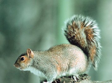 Tree and flying squirrels tend to be loners, except during mating season.