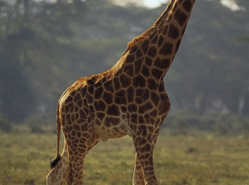 No two giraffes have the same arrangement of spots.