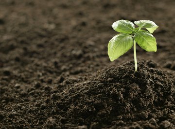 Soils and sediment provide the structure and support for the terrestrial food web.