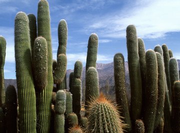 The species that live in an ecosystem are often uniquely adapted to the that ecosystem, such as thorny and succulent plants in a desert.