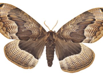 Most species of moths mate and produce fertilized eggs.