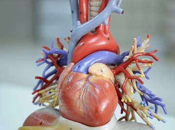 Human Heart Science Projects