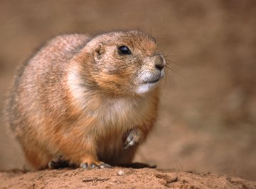 A close-up of a prairie dog.