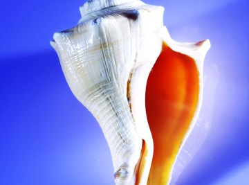 The conch shell was an early trumpet and religious symbol.