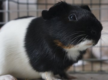 Close-up of guinea pig in cage