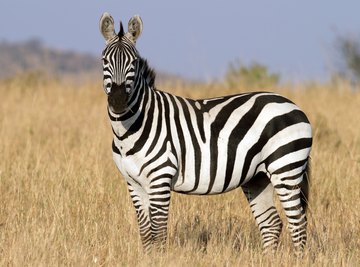 Zebra in savanna