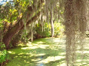 A close-up of spanish moss reaching down from the branches of an oak tree over a bog.