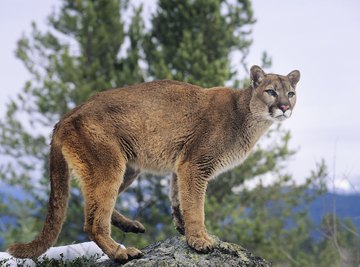 A puma standing on a rock near a tree in the mountains.