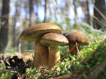 Mushrooms growing in a forest.