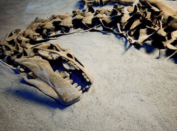 Dinosaur fossil