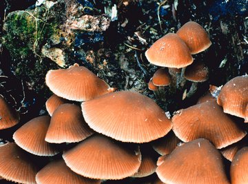 Wild muschrooms growing