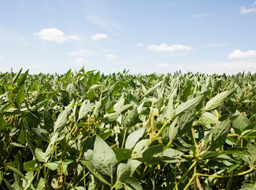 Soybean plantations cause much of the deforestation in the Amazon basin.