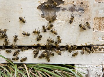 Beekeeping best practices for Apiarists.