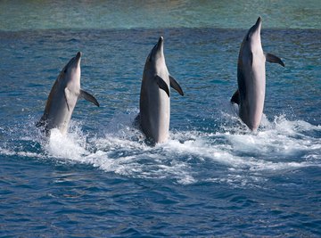 Three dolphins performing at a show.