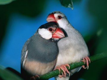 Both male and female finches participate in raising young.