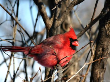 A male red cardinal sits on the branch of a bush in winter.