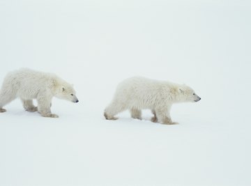 Wildlife is among the natural resources of northern polar regions.