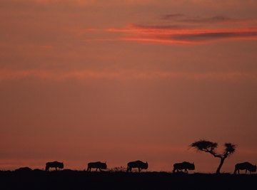 Sunset on the tropical scrub forest landscape in Kenya