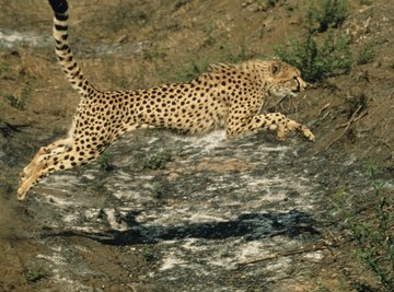 Zoology can include the study of how a cheetah interacts with its environment.
