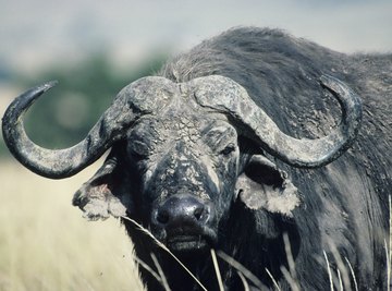 Cape buffalo roam Mozambique's woodlands.