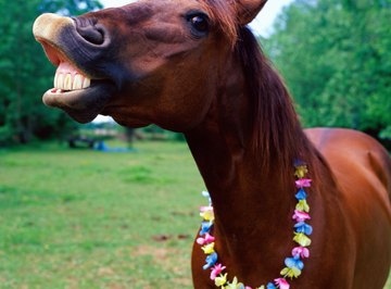 Roan horses can be chestnut, blue tinged or strawberry colored.