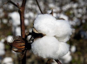 Genetically modified cotton uses spliced DNA to fight insect pests.