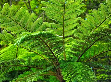 Endangered Plants of the Philippines