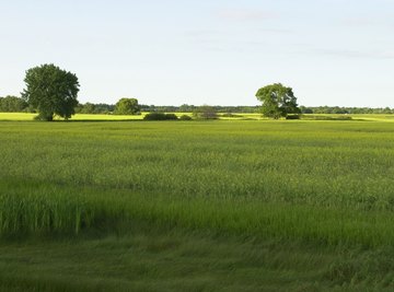 Grass prairies are common on broad coastal plains.