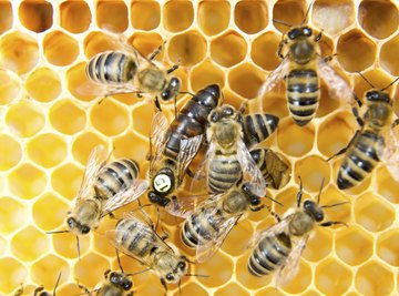 Queen bee laying eggs on honeycomb