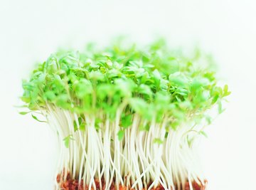 Cress is arguably the best plant to use for a science project.