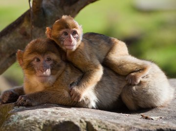 family of Barbary macaques sitting on a tree