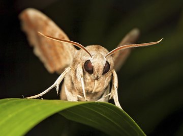 Brown moth on a leaf.