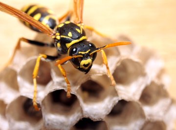 How to Identify Hornets & Wasps in Tennessee