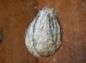 How to Identify Spider Egg Sacs