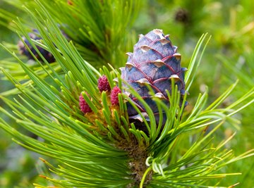 Cedar Tree Identification