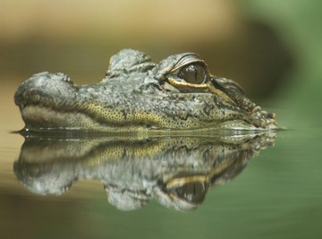 Body Parts of a Crocodile