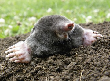 A mole on the surface of the dirt.