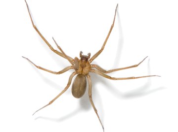 Brown recluse spider.