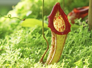 Facts About the Pitcher Plant