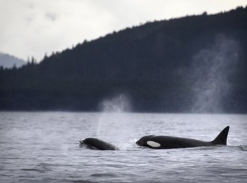Orcas often hunt in packs -- a behavioral adaptation.