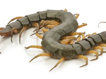 Despite the name, most centipedes actually have closer to 30 legs than 100.