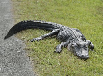 American alligators are one of two crocodilians native to the United States.