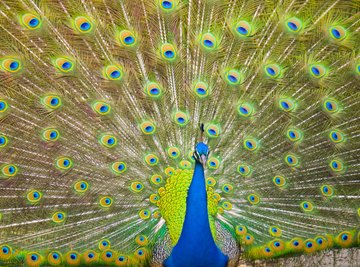 Life Cycle of a Peacock