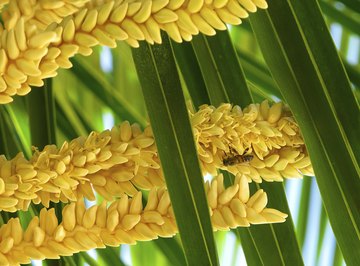 A close-up of a bee on yellow flowers in the fronds of a palm tree.