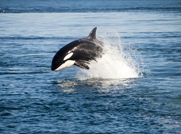 A killer whale breaching the ocean's surface.