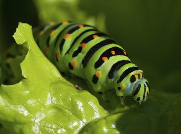 How to Determine if a Caterpillar Is Male or Female