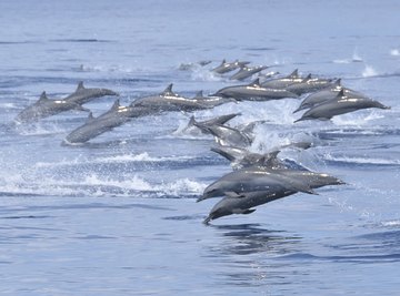 Dolphins jumping out of the ocean.